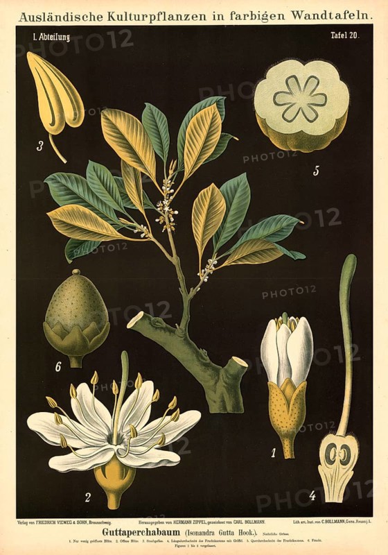 Cultivated plant, gutta percha, gutta Isonandra gutta, illustration by Carl Bollmann, reproduction from a model from the 19th century. Authentic, file restored for optimal use, exact date of submission unknown