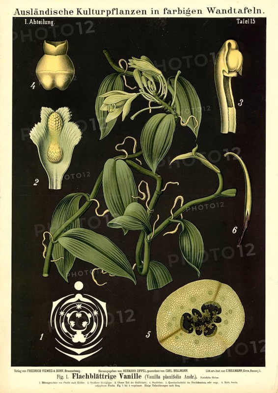 Cultivated plant, vanilla, vanilla planifolia, illustration by Carl Bollmann, reproduction from a model from the 19th century. Authentic, file restored for optimal use, exact date of submission unknown