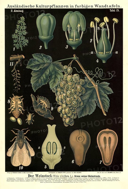 Cultivated plant, vine, white cibeb, Vitis vinifera, illustration by Carl Bollmann, reproduction from a 19th century model. Authentic, file restored for optimal use, exact date of submission unknown