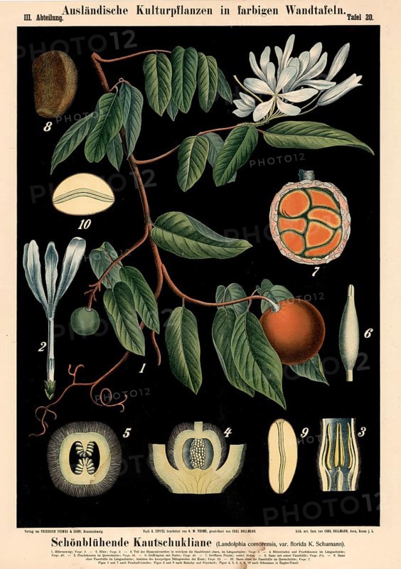 Cultivated plant, beautiful rubber liana, Landolphia comorensis, illustration by Carl Bollmann, reproduction from a model from the 19th century. Authentic, file restored for optimal use, exact date of submission unknown