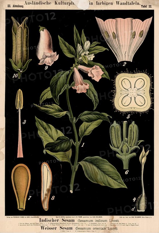 Cultivated plant, Indian sesame, sesamum indicum and white sesame, sesamum orientale, illustration by Carl Bollmann, reproduction from a model from the 19th century. Authentic, file restored for optimal use, exact date of submission unknown