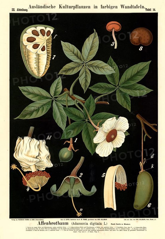 Cultivated plant, baobab tree, Adansonia digitata, illustration by Carl Bollmann, reproduction from a 19th century model. Authentic, file restored for optimal use, exact date of submission unknown