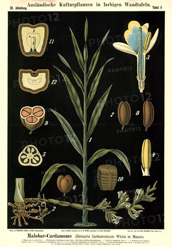 Cultivated plant, Malobar cardamone, cardamom, Elettaria cardamomum, illustration by Carl Bollmann, reproduction from a 19th century model. Authentic, file restored for optimal use, exact date of submission unknown