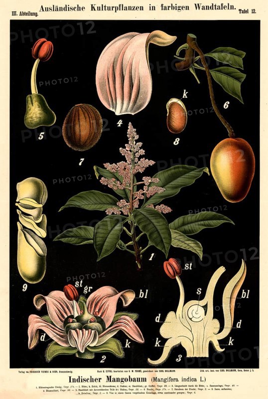 Cultivated plant, Indian mango tree, Mangifera indica, illustration by Carl Bollmann, reproduction from a model from the 19th century. Authentic, file restored for optimal use, exact date of submission unknown