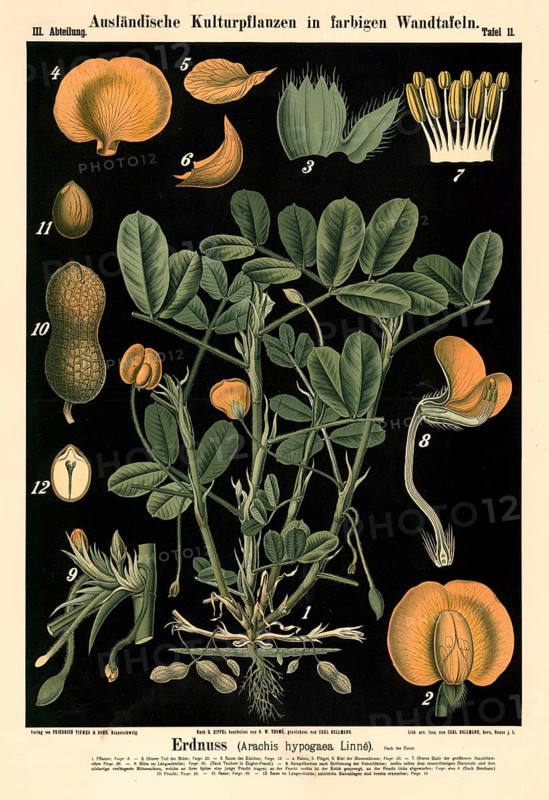 Cultivated plant, peanut, Arachis hypogaea, illustration by Carl Bollmann, reproduction from a model from the 19th century. Authentic, file restored for optimal use, exact date of submission unknown