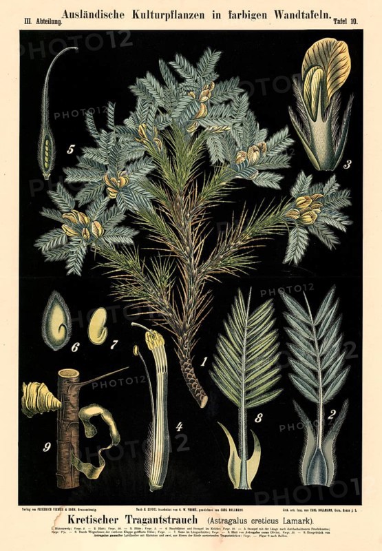 Cultivated plant, Cretan stretcher, Astragalus creticus, illustration by Carl Bollmann, reproduction from a 19th century model. Authentic, file restored for optimal use, exact date of submission unknown