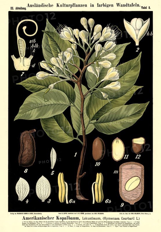 Cultivated plant, American copal tree, Locust tree, Hymenaea courbaril, illustration by Carl Bollmann, reproduction from a model from the 19th century. Authentic, file restored for optimal use, exact date of submission unknown