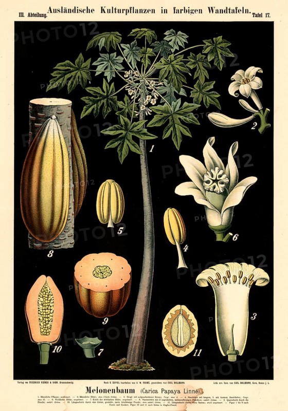Cultivated plant, melon tree, Carica papaya, illustration by Carl Bollmann, reproduction from a model from the 19th century. Authentic, file restored for optimal use, exact date of submission unknown