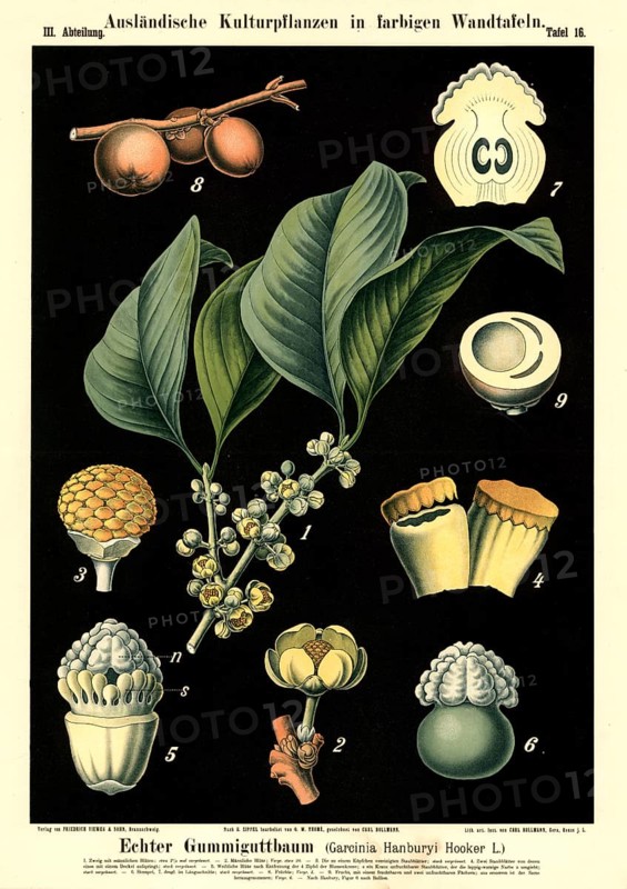 Cultivated plant, real gummy tree, Garcinia hanbury, illustration by Carl Bollmann, reproduction from a 19th century model. Authentic, file restored for optimal use, exact date of submission unknown