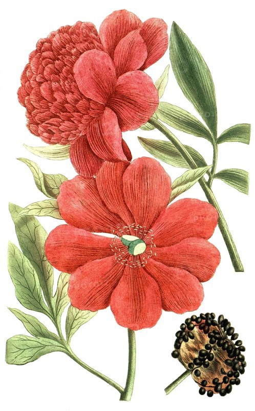 Peony variant, Paeonia major flore rubro simplex, Paeonia flore pleno rubro major, illustration, reproduction from a 19th century model. Authentic, file restored for optimal use, exact date of submission unknown