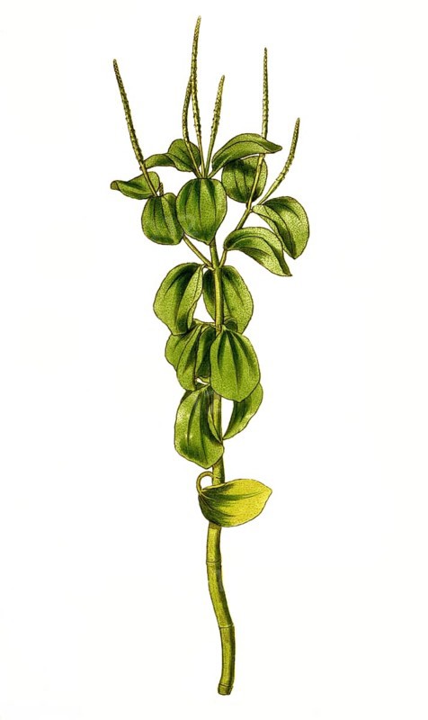 Peperomia polystachya, raindrop peperomia or ornamental pepper, illustration, reproduction from a 19th century model. Authentic, file restored for optimal use, exact date of submission unknown