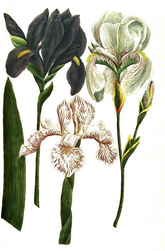 Iris coerulea, Iris latifolia candida, Iris dalmatia major (from left to right), iris, a genus of plants in the subfamily Iridoideae in the iris family, illustration, reproduction from a 19th century model. Authentic, file restored for optimal use, exact date of submission unknown