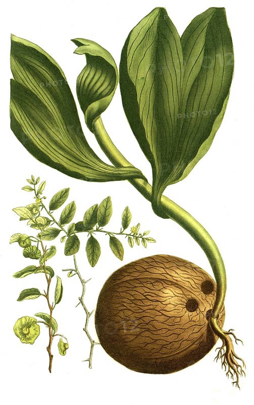 Paliurus folius jujubinis (left), Christthorn, Paliurus folius jujubinis seu Spina Christi (center), coconut palm or coconut palm, Cocos nucifera, Palma indica nucifera (right), illustration, reproduction from a 19th century model. Authentic, file restored for optimal use, exact date of submission unknown