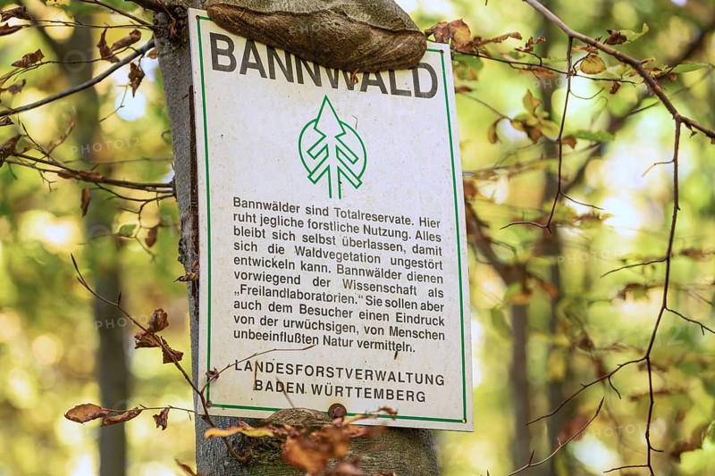 Protected forest, total reserve in the Swabian Jura in the Nenninger Valley with the ruins of Reussenstein Castle