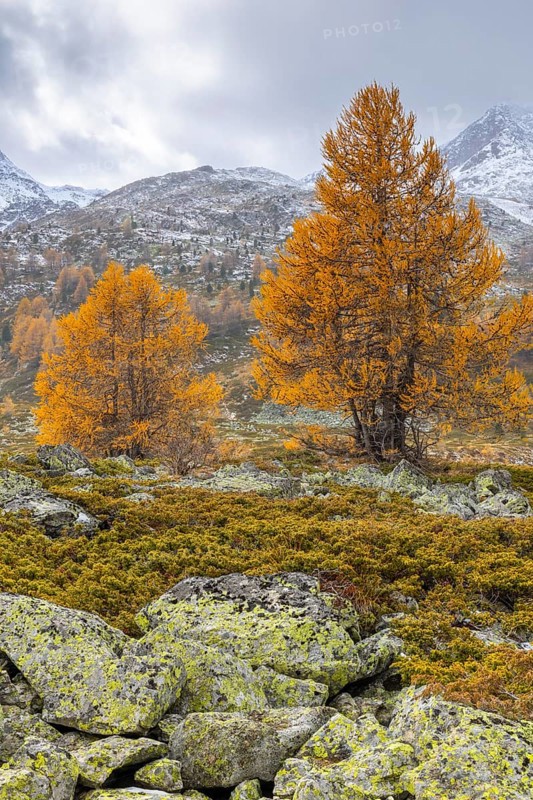Larch trees (Larix) in autumn in front of mountain peaks with snow, autumn, Pontresina, Bernina Pass, Engadin, Grisons, Switzerland