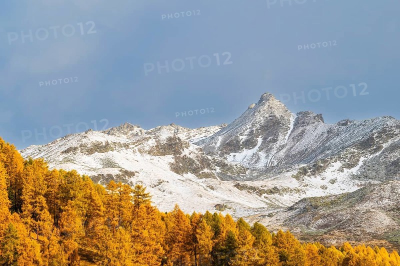 Larch forest (Larix) in autumn, mountain peaks with snow, autumn, Piz Campatsch, Guarda, Engadin, Grisons, Switzerland