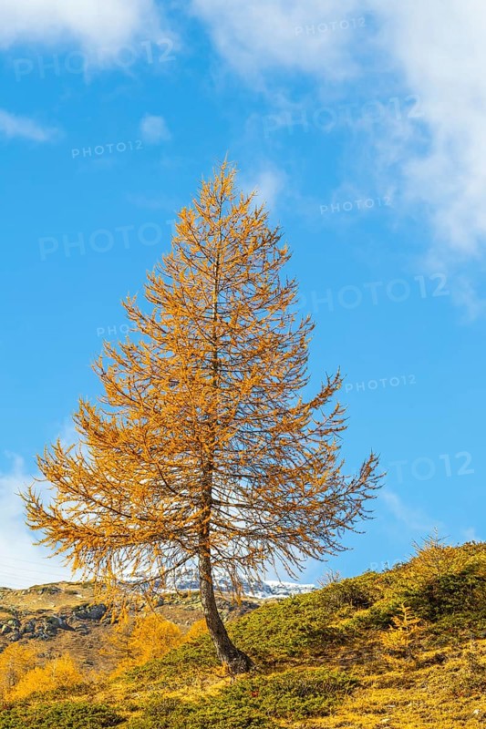 Larch (Larix) in autumn colors against blue skies, autumn, Pontresina, Bernina Pass, Engadin, Grisons, Switzerland