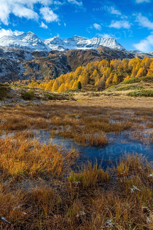 Larches (Larix) in autumn in front of mountain peaks, autumn, Pontresina, Piz Arlas, Piz Cambrena, Piz d'Arlas, Punta Carale, Sassal Mason, Bernina Pass, Engadin, Grisons, Switzerland