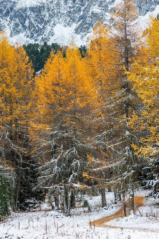 Hiking trail in the larch forest (Larix) in autumn, snow, autumn, Albula Pass, Engadin, Grisons, Switzerland
