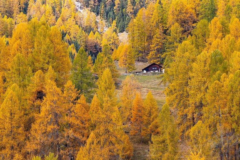 Wooden house in the middle of larches (Larix) in autumn, snow, autumn, Albula Pass, Engadin, Grisons, Switzerland