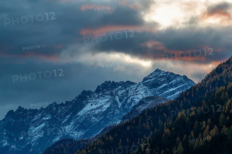 Mixed forest with larch trees (Larix) in autumn, mountain peaks with snow, autumn, dawn, Piz Pisoc, Lavin, Engadin, Grisons, Switzerland