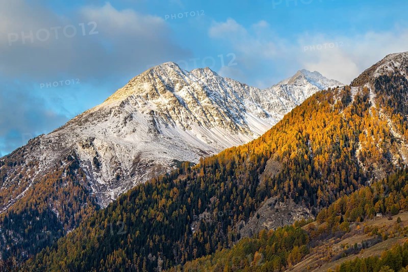 Mixed forest with larch trees (Larix) in autumn, mountain peaks with snow, autumn, Piz Chaste, Piz Murtera, Guarda, Engadin, Grisons, Switzerland