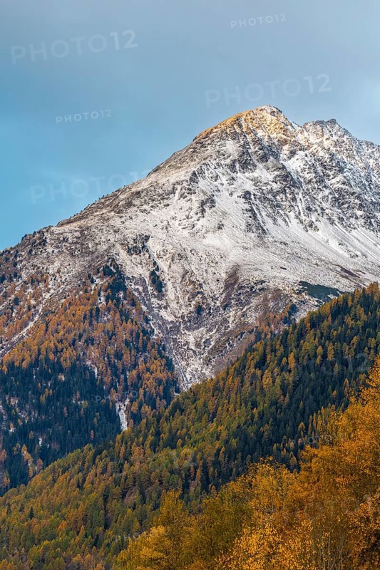 Mixed forest with larch trees (Larix) in autumn, mountain peaks with snow, autumn, Piz Chaste, Guarda, Engadin, Grisons, Switzerland