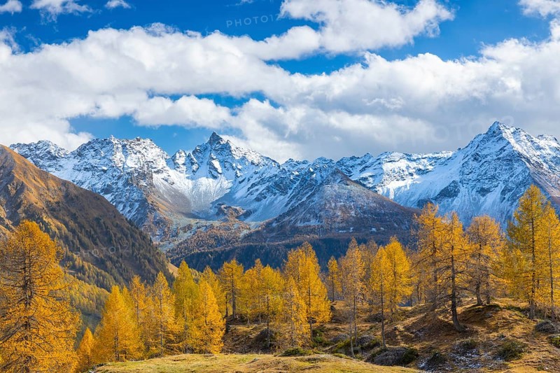 Larch trees (Larix) in autumn in front of mountain peaks with snow, autumn, Piz Sena, Piz dal Teo, Pontresina, Bernina Pass, Engadin, Grisons, Switzerland