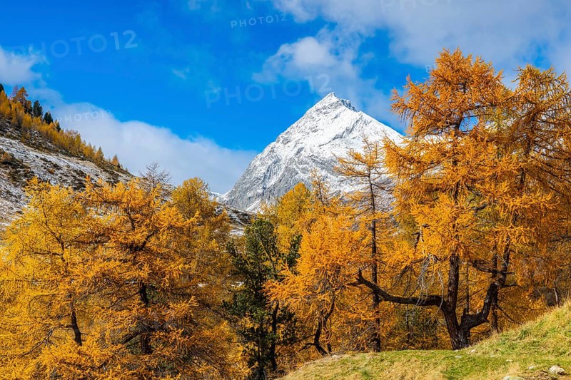 Larch forest (Larix) in autumn, mountain peaks with snow, autumn, Piz Üertsch, Albula Pass, Engadin, Grisons, Switzerland