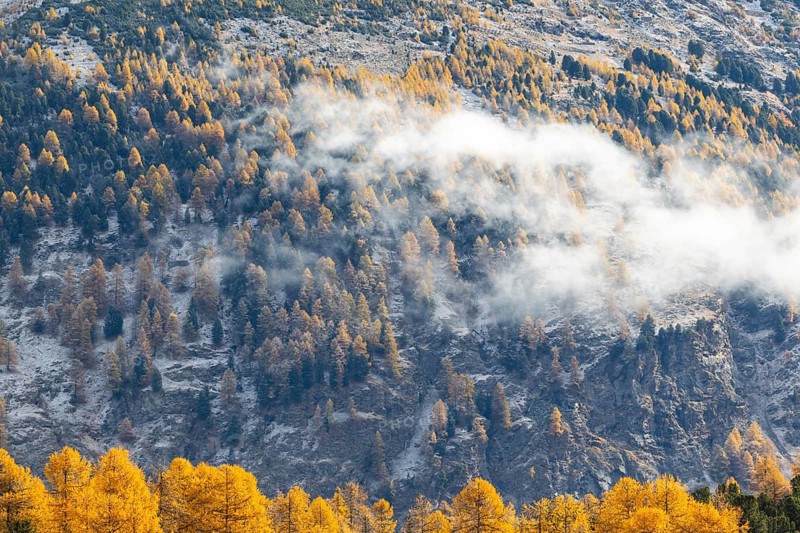 Lärchenwald Larix) in autumn weather on the mountain, fog, autumn, Stazersee, Celerina/Schlarigna, Engadin, Grisons, Switzerland