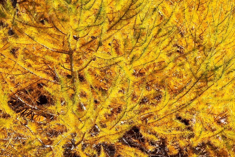 Larch (Larix) in autumn, autumn, Pontresina, Bernina Pass, Engadin, Grisons, Switzerland