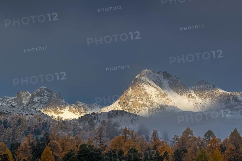 Mixed forest with larches (Larix) in autumn foliage off Piz Muragl and La Sours, mountain peaks, Celerina/Schlarigna, Engadin, Graubünden, Switzerland