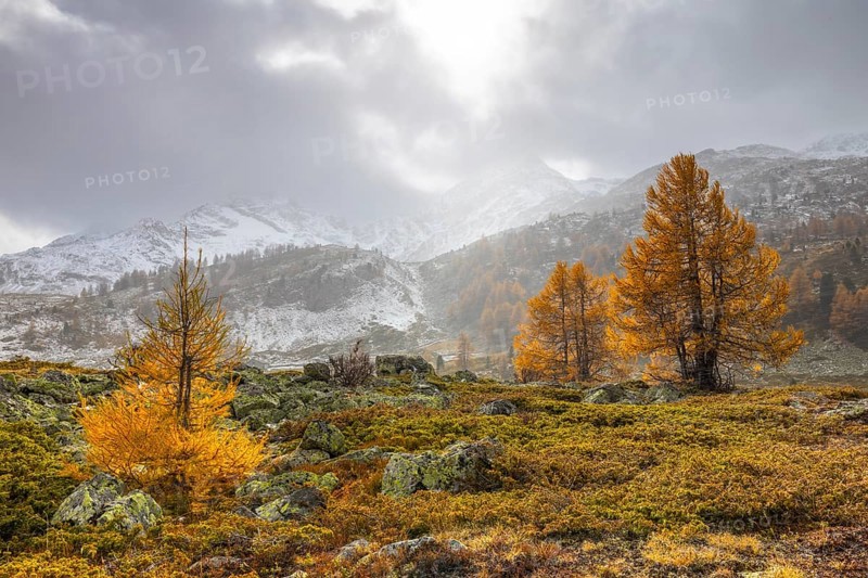 Larch trees (Larix) in autumn in front of mountain peaks with snow, autumn, Pontresina, Bernina Pass, Engadin, Grisons, Switzerland