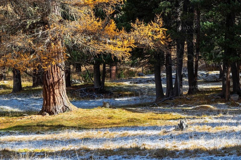 Larch Larix) in autumn color with frost, autumn, Engadin, Graubünden, Switzerland