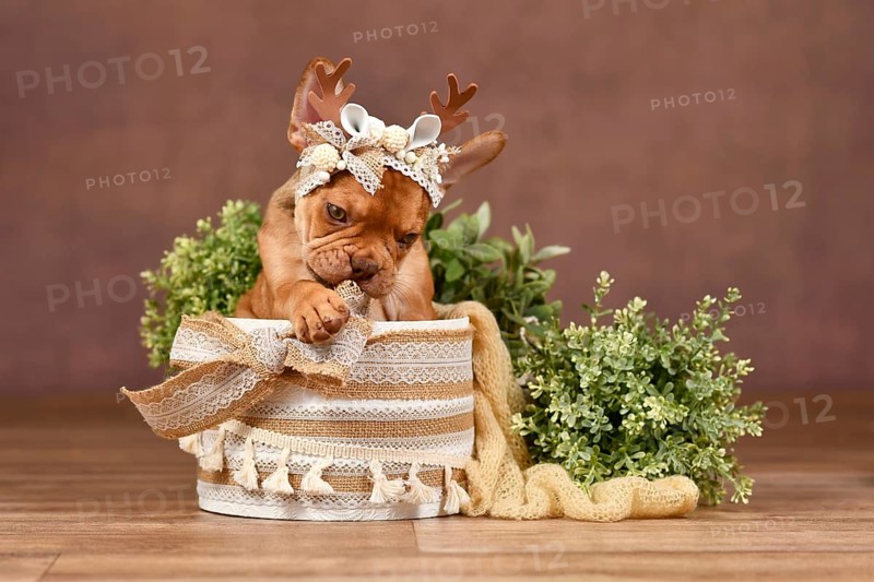 Cute Mokka Sable Maskless French Bulldog puppy with reindeer antlers in box in front of brown background with boho style decoration