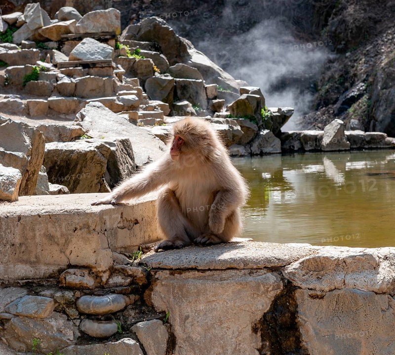 Japanese macaque (Macaca fuscata) sitting on rocks near water, Yamanouchi, Nagano Prefecture, Honshu Island, Japan