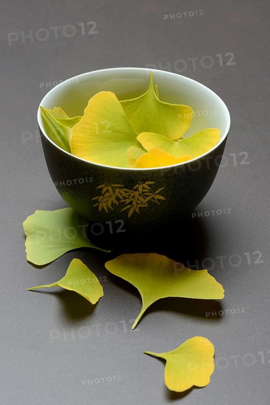 Ginkgo leaves in shell, ginkgo biloba