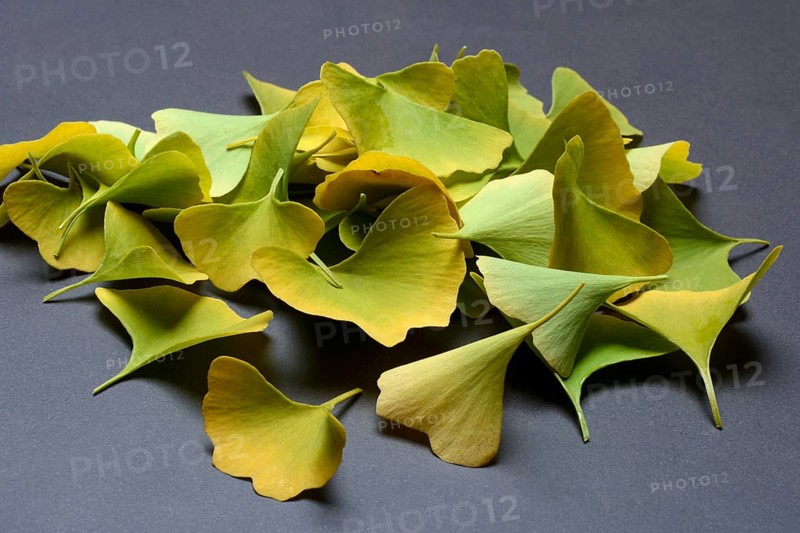 Ginkgo leaves in fall colors, ginkgo biloba