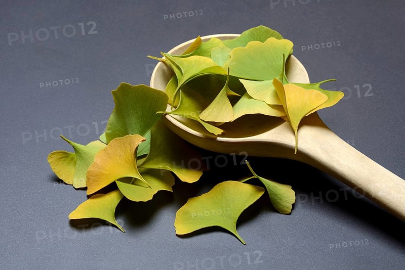 Ginkgo leaves in wooden ladle, ginkgo biloba