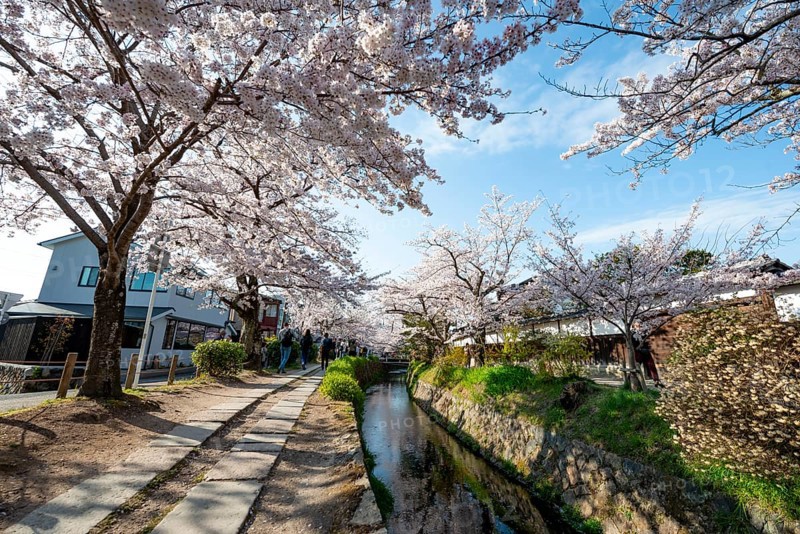 Footpath along a canal, cherry blossoms in spring, Philosopher's Path or Tetsugaku no michi, Kyoto, Japan