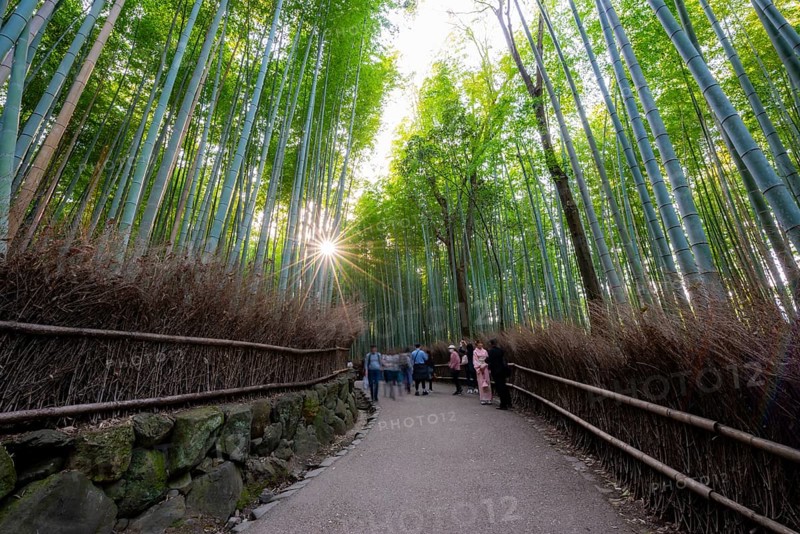 Visitors on their way through bamboo forest, long exposure, towering bamboo stems in Arashiyama bamboo forest, with sun star, Kyoto, Japan