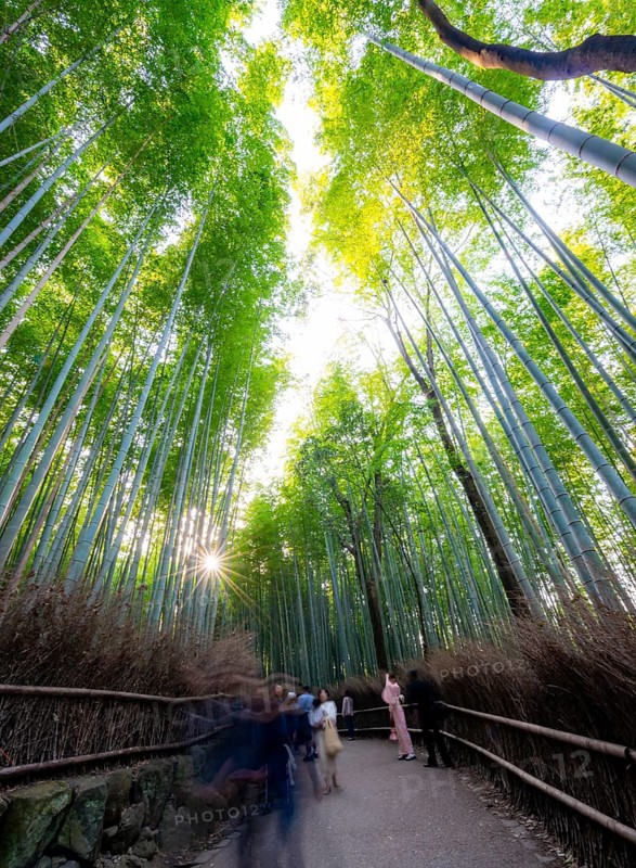 Visitors on their way through bamboo forest, long exposure, towering bamboo stems in Arashiyama bamboo forest, with sun star, Kyoto, Japan