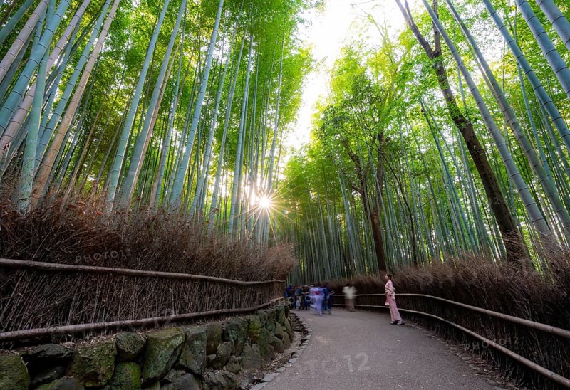 Japanese woman wearing kimono walking through bamboo forest, long exposure, towering bamboo stems in Arashiyama bamboo forest, with sun star, Kyoto, Japan