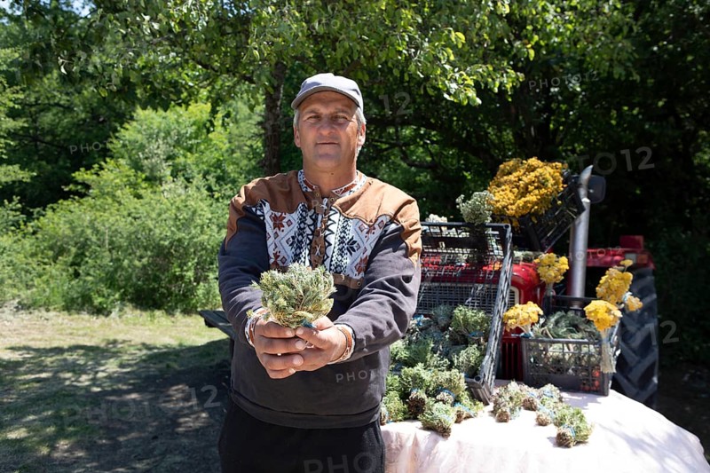 Serbian man, 44 years old, showing Serbian herbs for tea at Lake Vrmdza or natural lake at the foot of Mount Rtanj, Sokobanja, Serbia