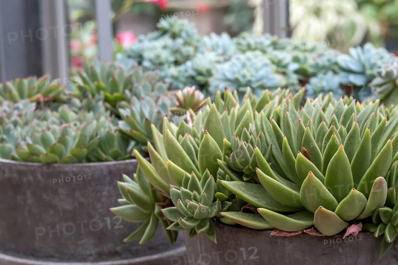 Echeveria, Fettblatt Rosette, North Rhine-Westphalia, Germany