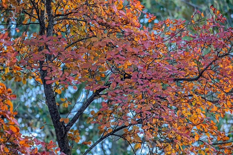 Rock pear (Amelanchier), autumn colors, Münsterland, North Rhine-Westphalia, Germany