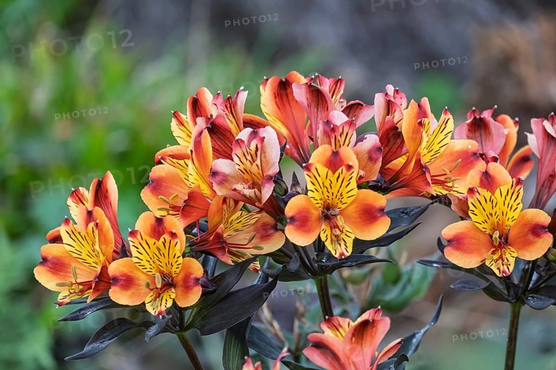 Inkalilien (Alstroemeria), Münsterland, North Rhine-Westphalia, Germany