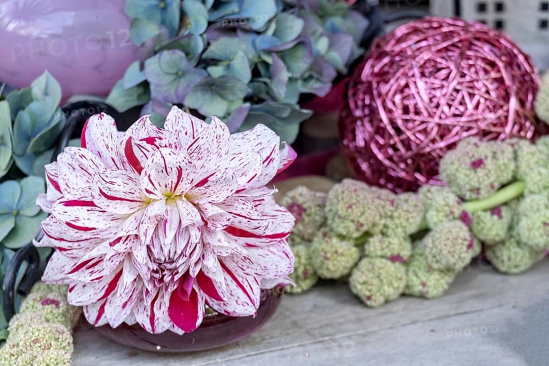 Decoration with a dahlia, foxtail and hydrangea, North Rhine-Westphalia, Germany