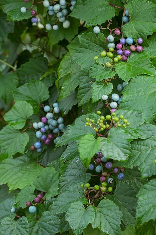 Ussuri false vine (Ampelopsis glandulosa var. brevipedunculata), vine, false vine, fruit, climbing plant, deciduous tree, deciduous shrub, Münsterland, North Rhine-Westphalia, Germany