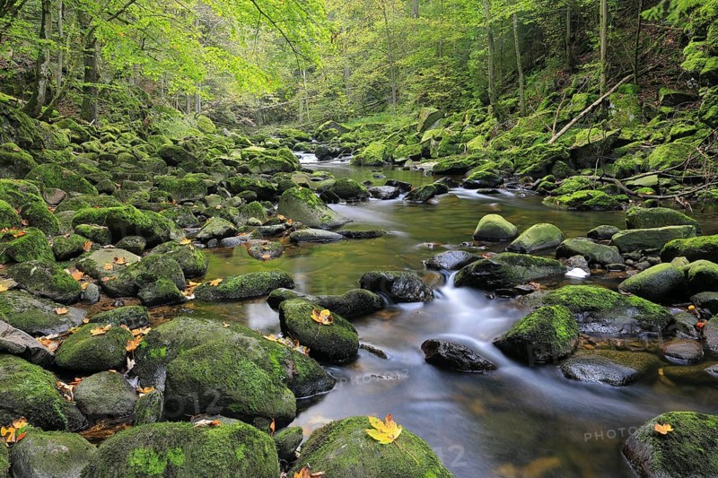 Stream, stones, mixed forest, autumn, Wildbachklamm Buchberger Leite, Bavarian Forest National Park, Bavaria, Germany
